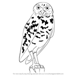 How to Draw a Burrowing Owl