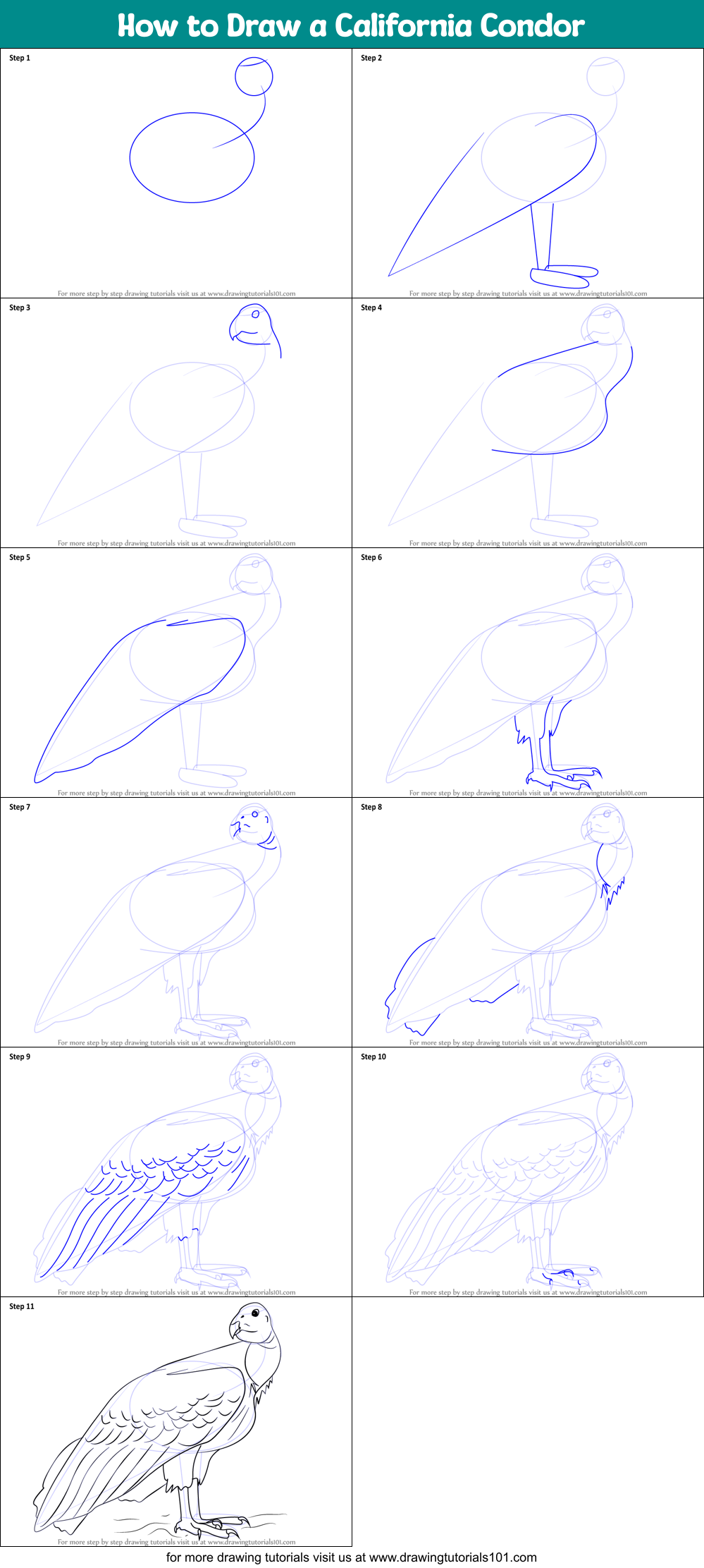How to Draw a California Condor Printable Step by Step