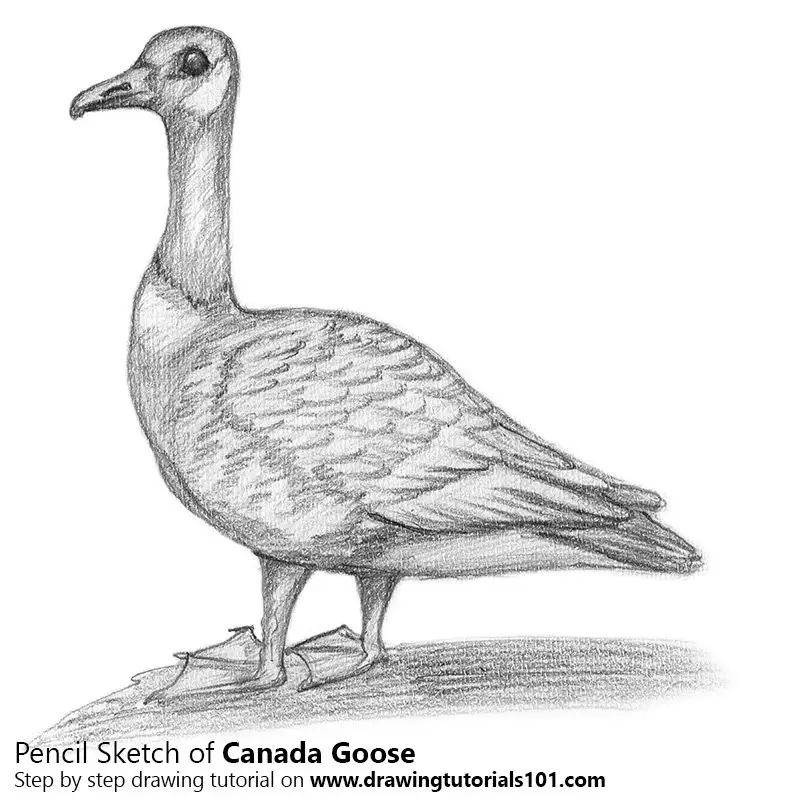 Canada Goose Pencil Drawing How to Sketch Canada Goose