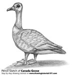 How to Draw a Canada Goose