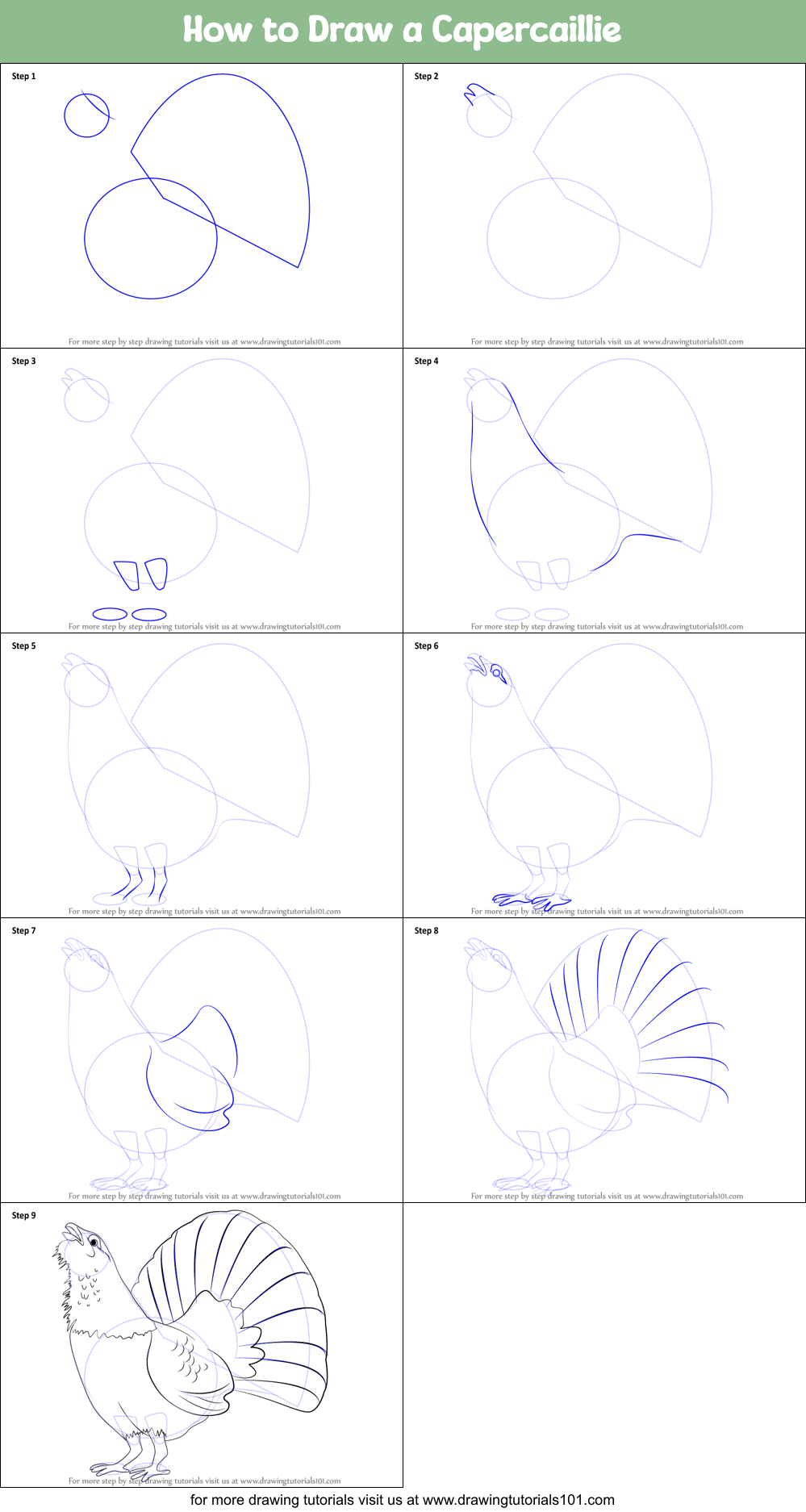 How to Draw a Capercaillie Printable Step by Step