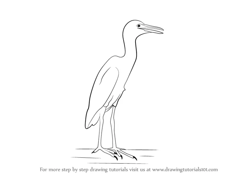 Learn How to Draw a Cattle egret (Birds) Step by Step : Drawing Tutorials