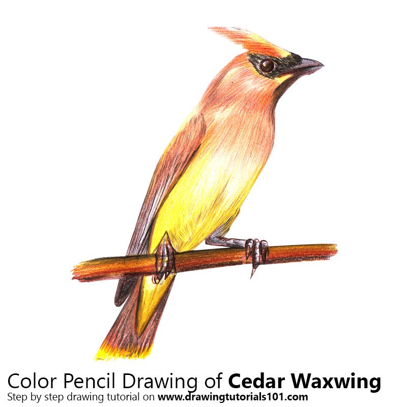 How to Draw a Cedar Waxwing by Color Pencils