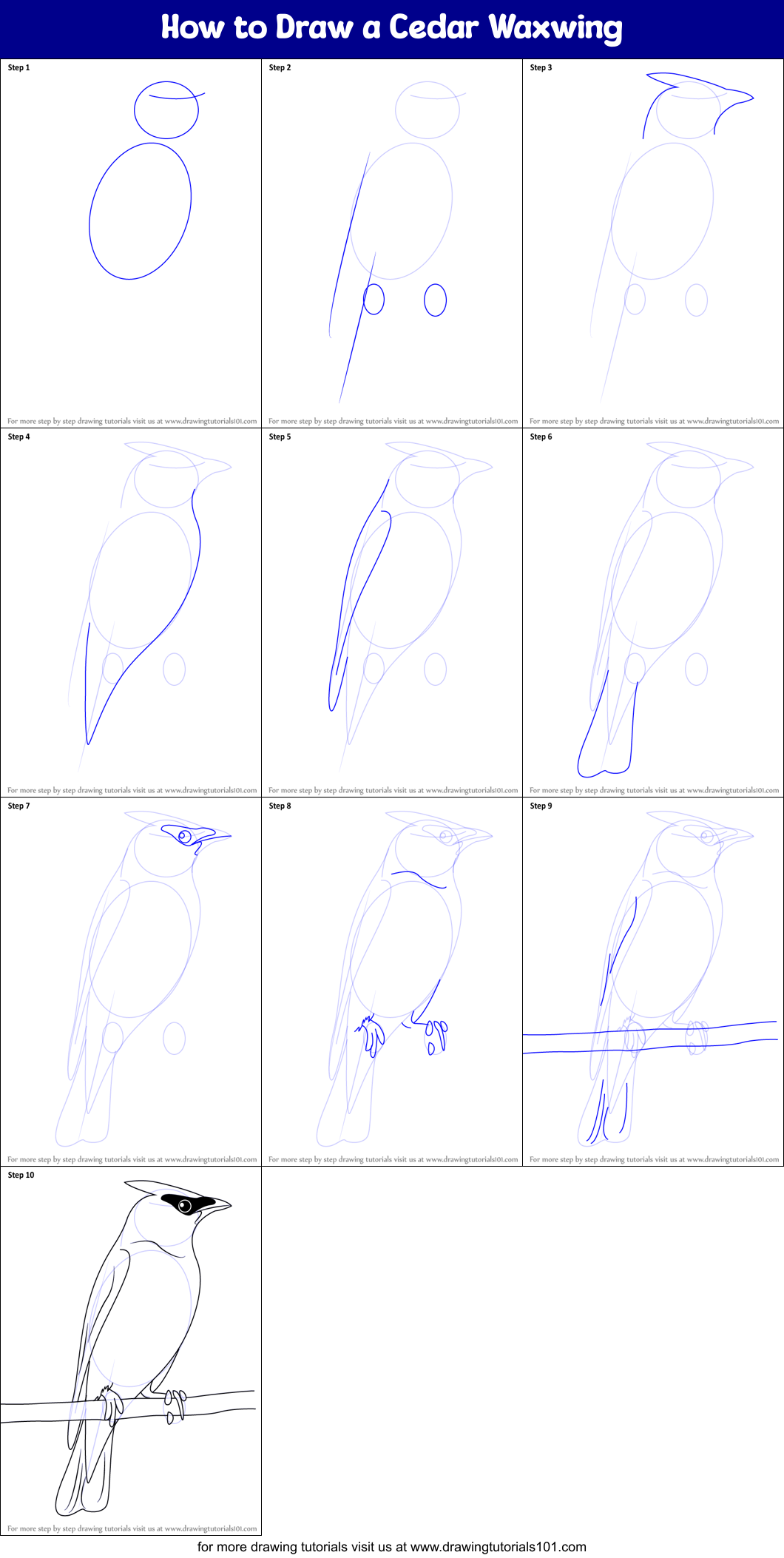 How to Draw a Cedar Waxwing Printable Step by Step
