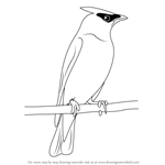 How to Draw a Cedar Waxwing