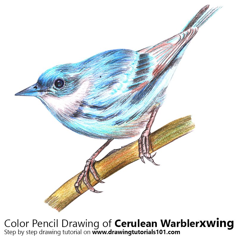 How to Draw a Cerulean Warbler by Color Pencils