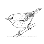 How to Draw a Cerulean Warbler