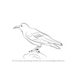 How to Draw a Chough