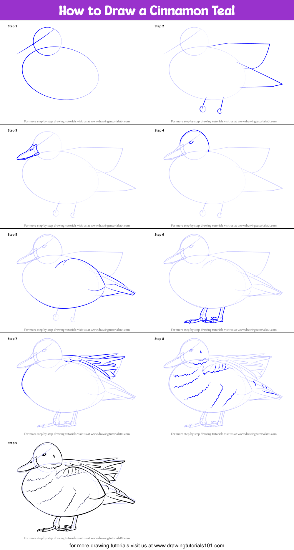 How to Draw a Cinnamon Teal Printable Step by Step
