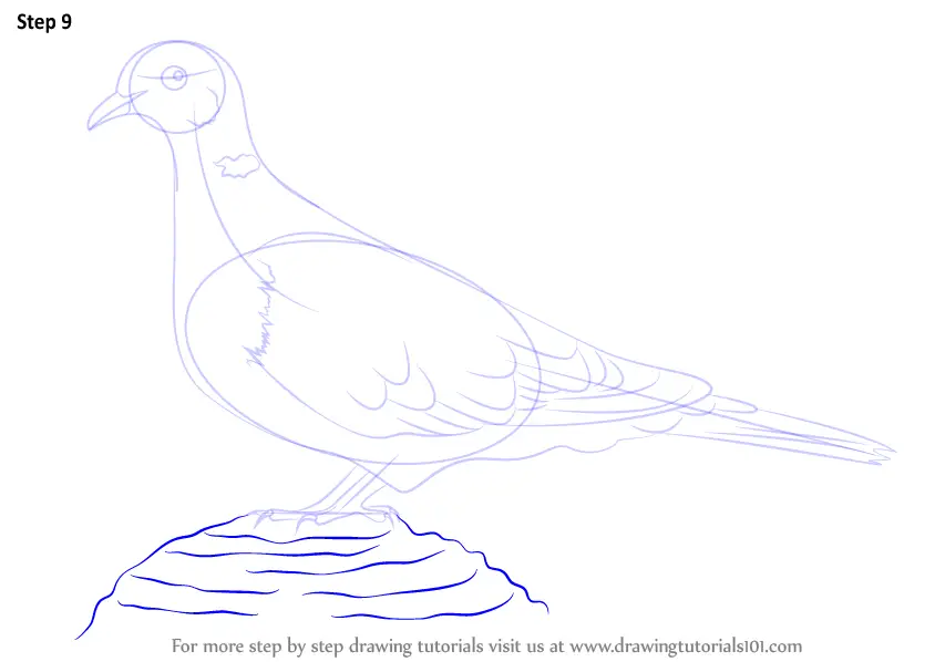 Learn How to Draw a Collared Dove (Birds) Step by Step : Drawing Tutorials