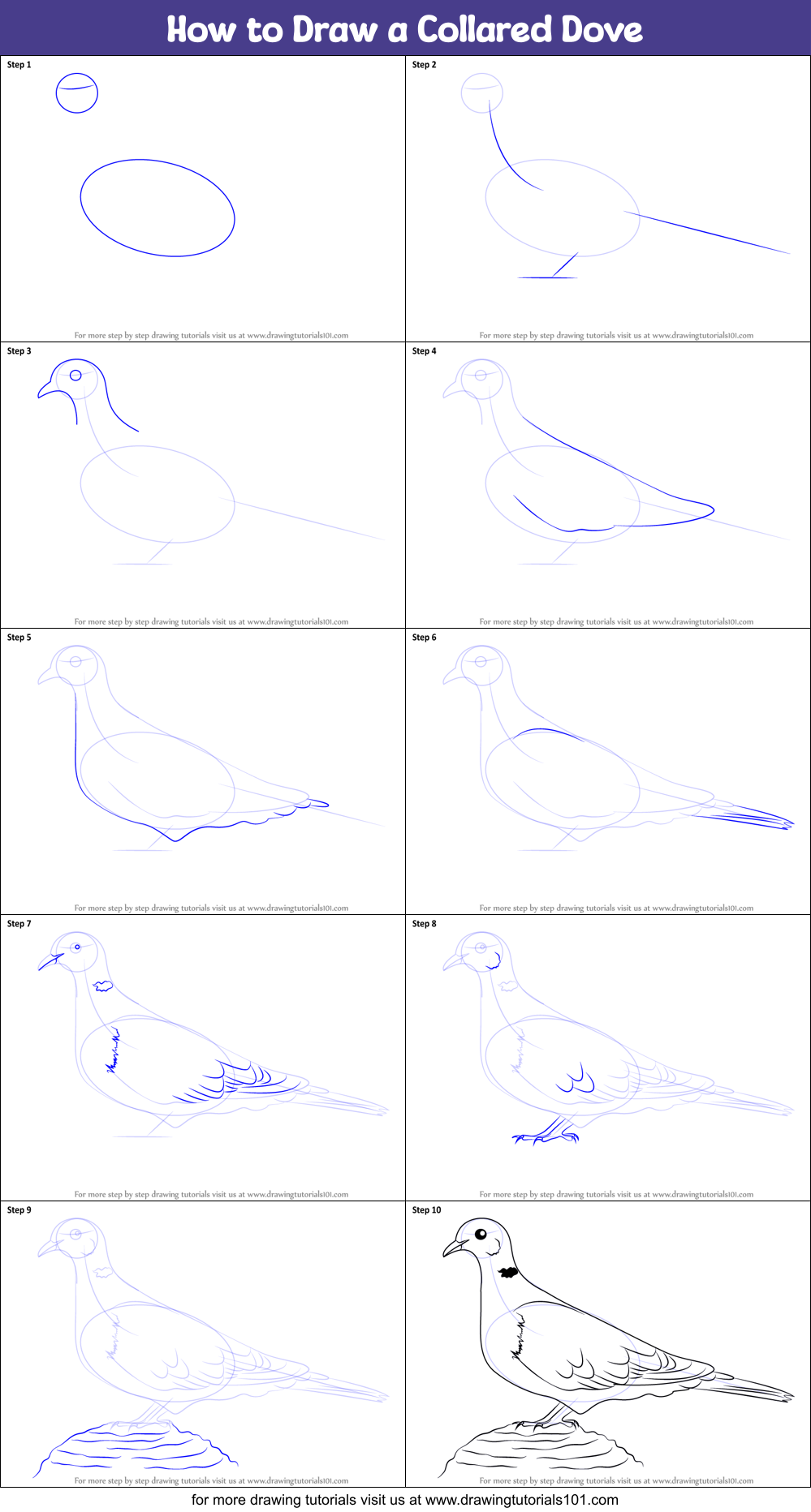 How to Draw a Collared Dove Printable Step by Step