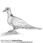How to Draw a Collared Dove