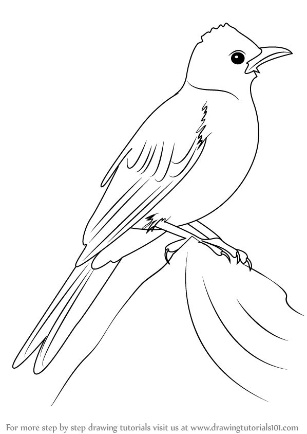 Learn How to Draw a Common Bulbul (Birds) Step by Step : Drawing Tutorials