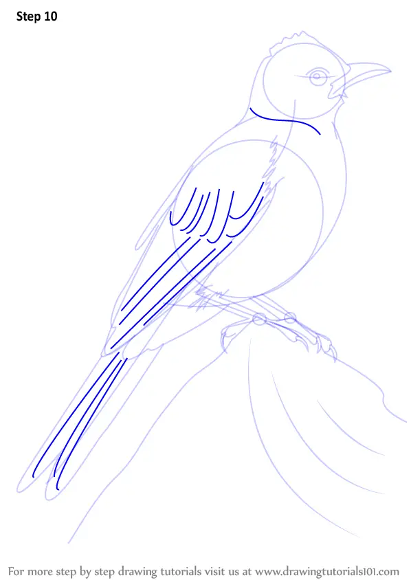Download Bird Bulbul Ornithology Royalty-Free Stock Illustration Image -  Pixabay