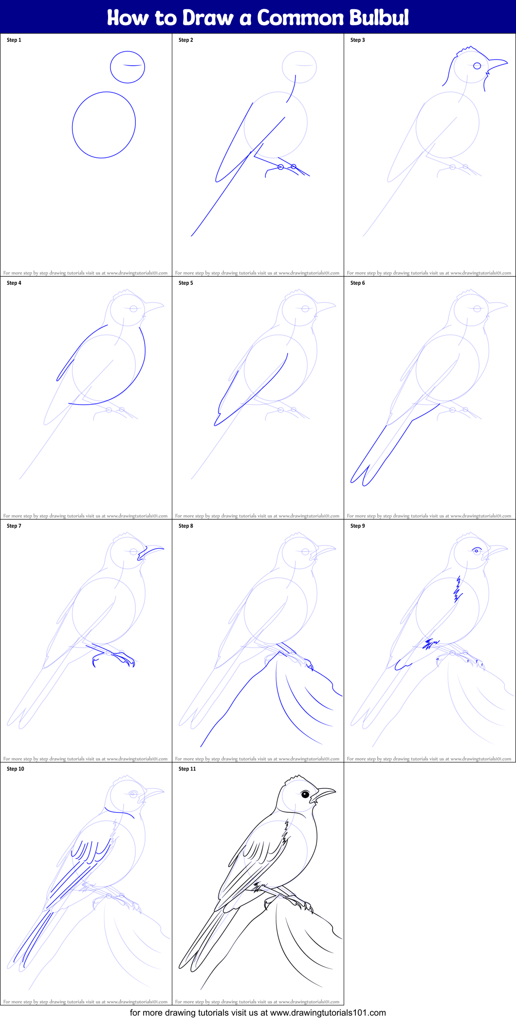 How to Draw a Common Bulbul Printable Step by Step