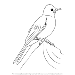 How to Draw a Common Bulbul