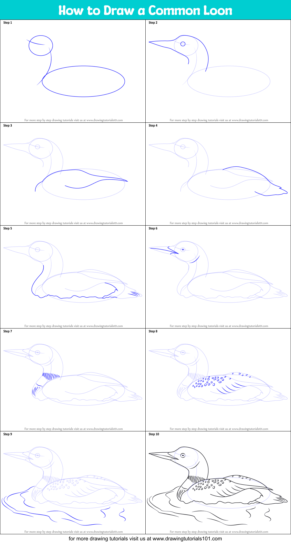 How to Draw a Common Loon Printable Step by Step