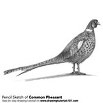 How to Draw a Common pheasant