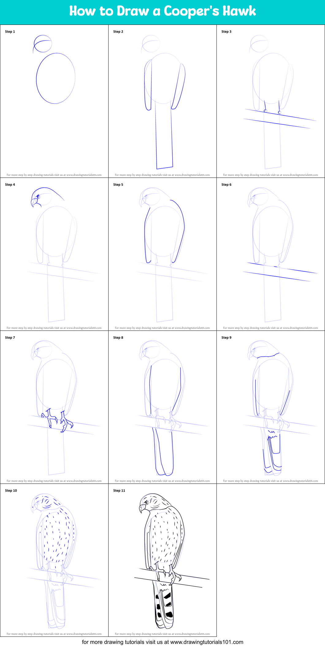 How to Draw a Cooper's Hawk Printable Step by Step