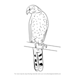 How to Draw a Cooper's Hawk