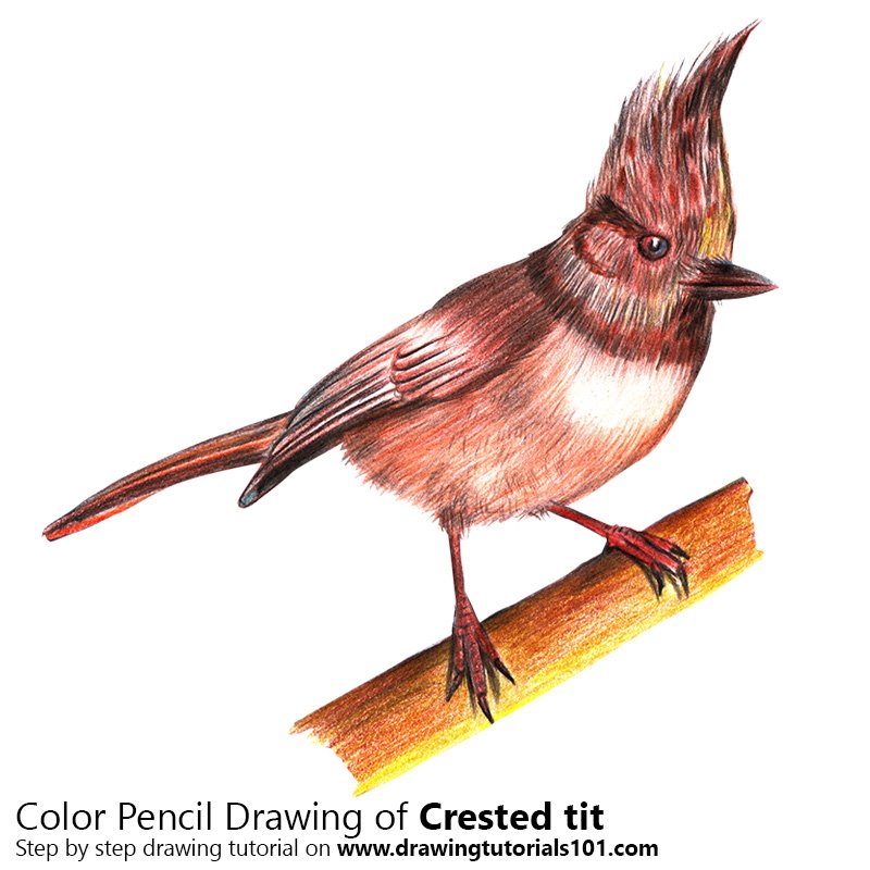 How to Draw a Crested tit by Color Pencils