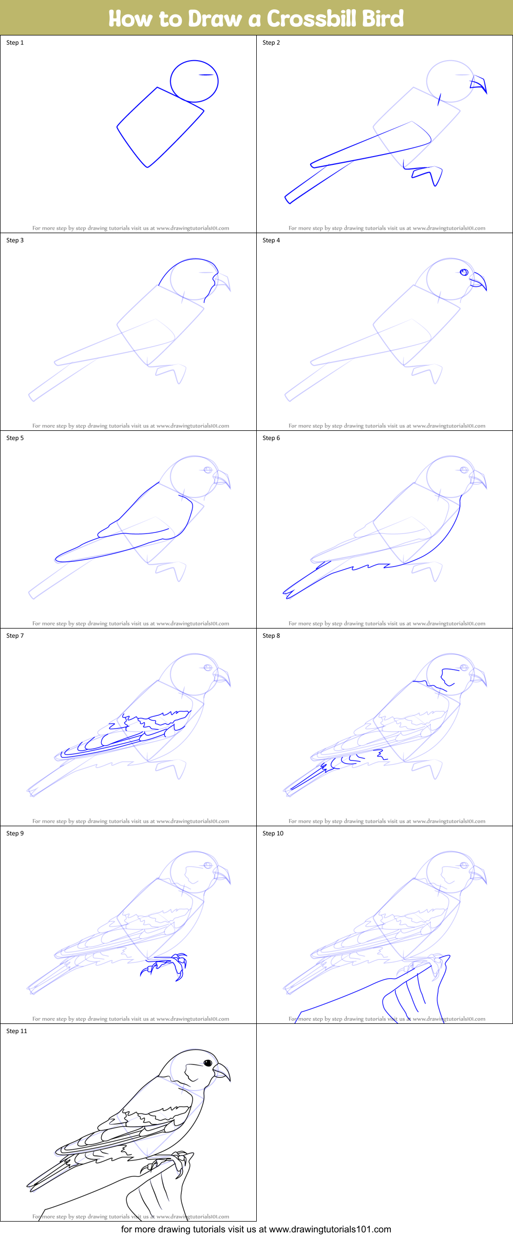 How to Draw a Crossbill Bird Printable Step by Step