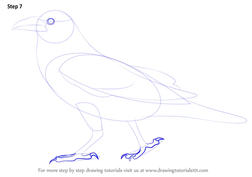 Learn How to Draw a Crow (Birds) Step by Step : Drawing Tutorials