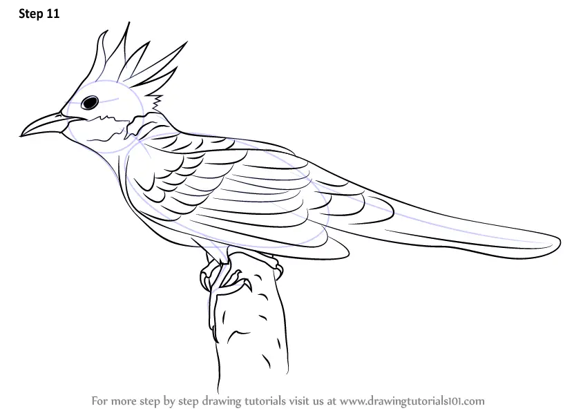 Step by Step How to Draw a Cuckoo : DrawingTutorials101.com