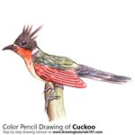 How to Draw a Cuckoo