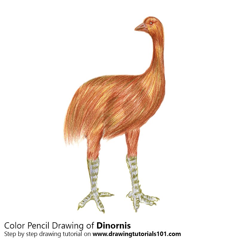 How to Draw a Dinornis by Color Pencils