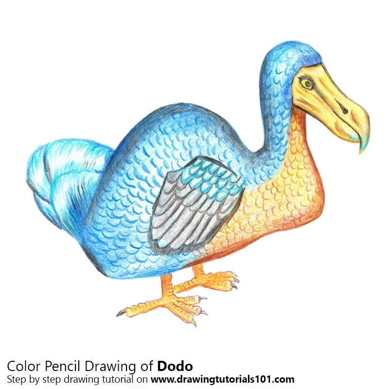 How To Draw A Dodo - vrogue.co