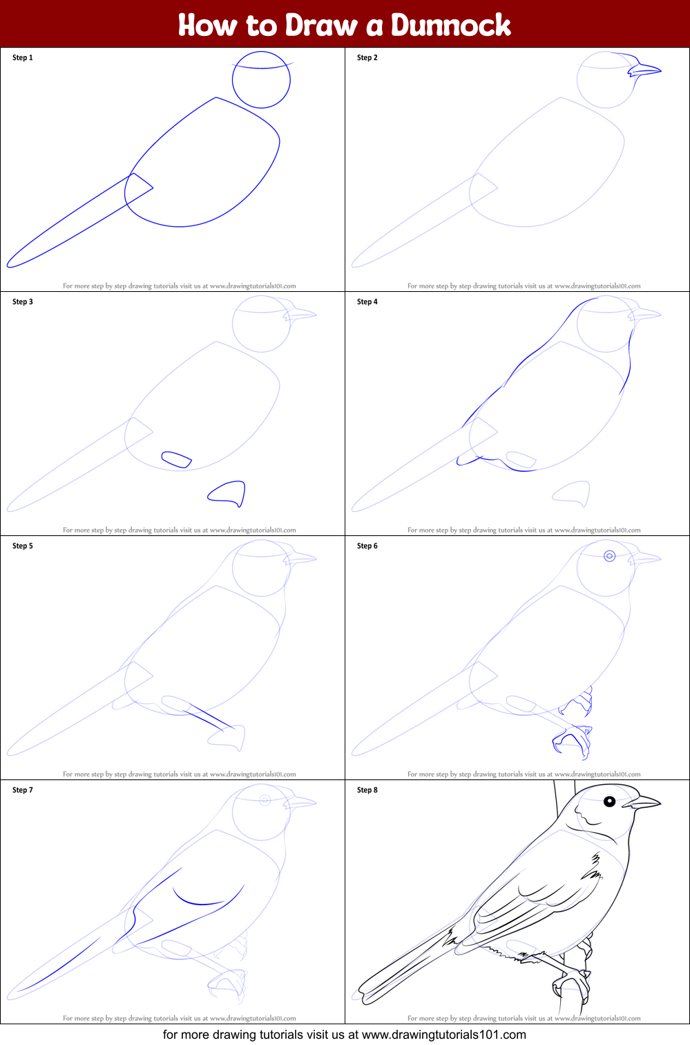 How to Draw a Dunnock Printable Step by Step