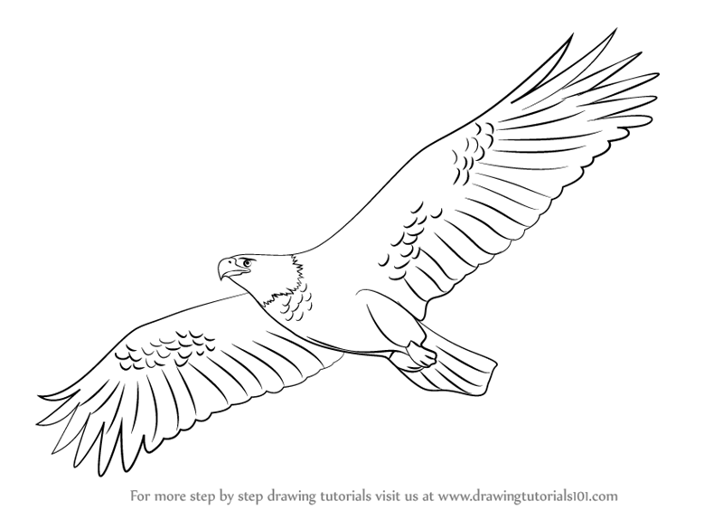 eagle coloring pages easy - photo #49