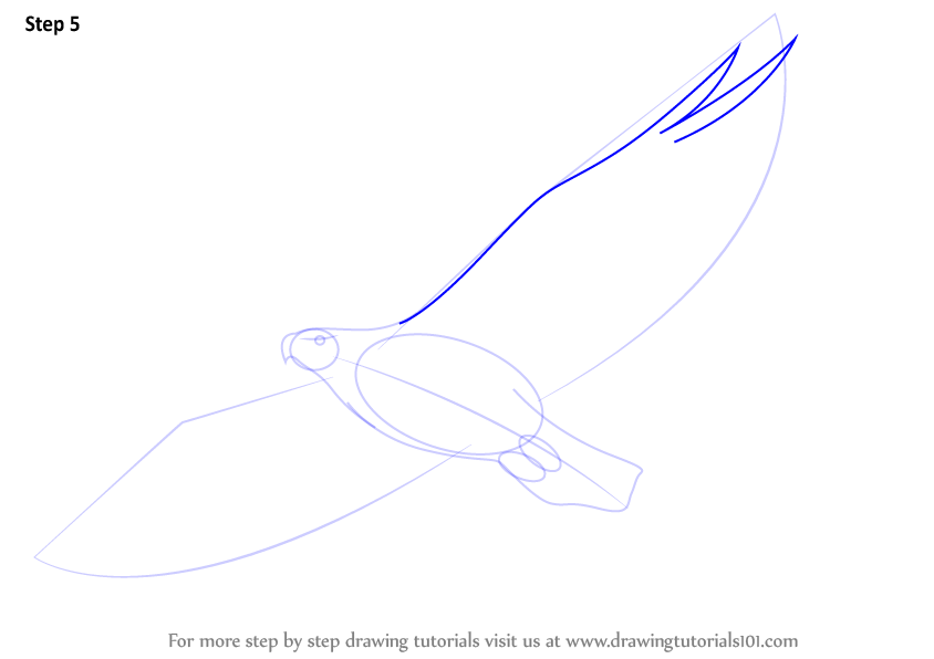 Learn How to Draw an Eagle Flying (Birds) Step by Step : Drawing Tutorials