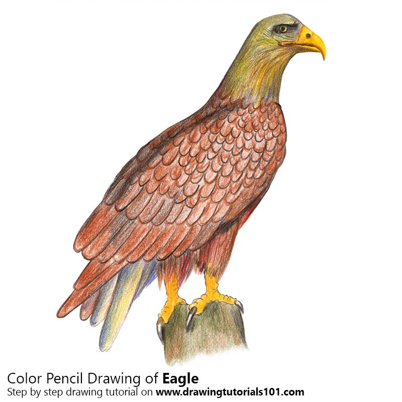 How to Draw a Eagle by Color Pencils