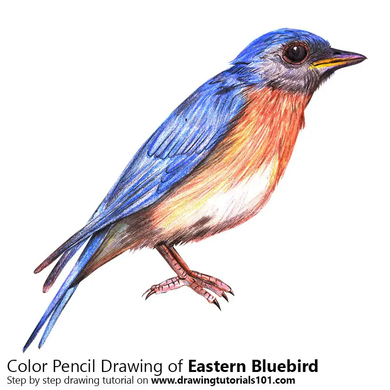 Eastern Bluebird Color Pencil Drawing
