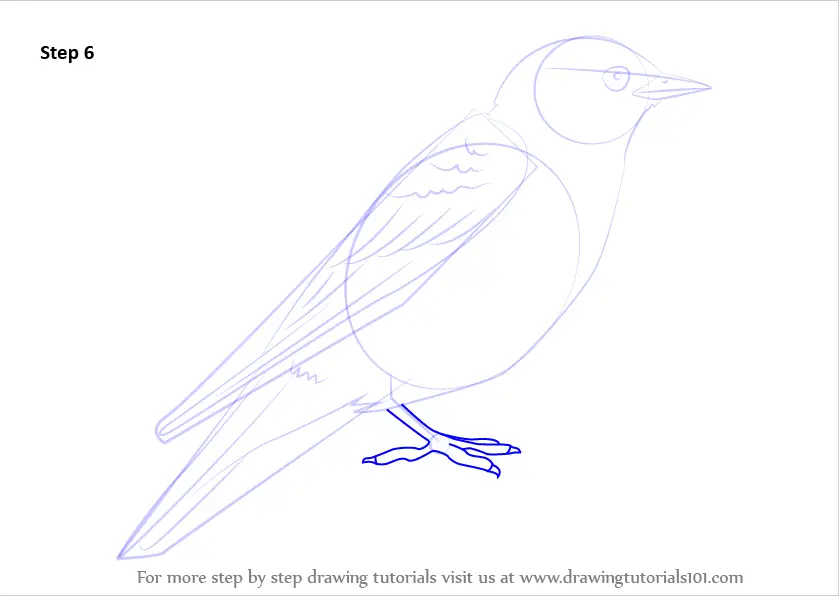 How To Draw A Bluebird Step By Step Easy : With a pencil, draw two egg