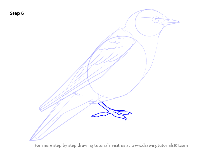 How To Draw A Bluebird Step By Step Easy : With a pencil, draw two egg