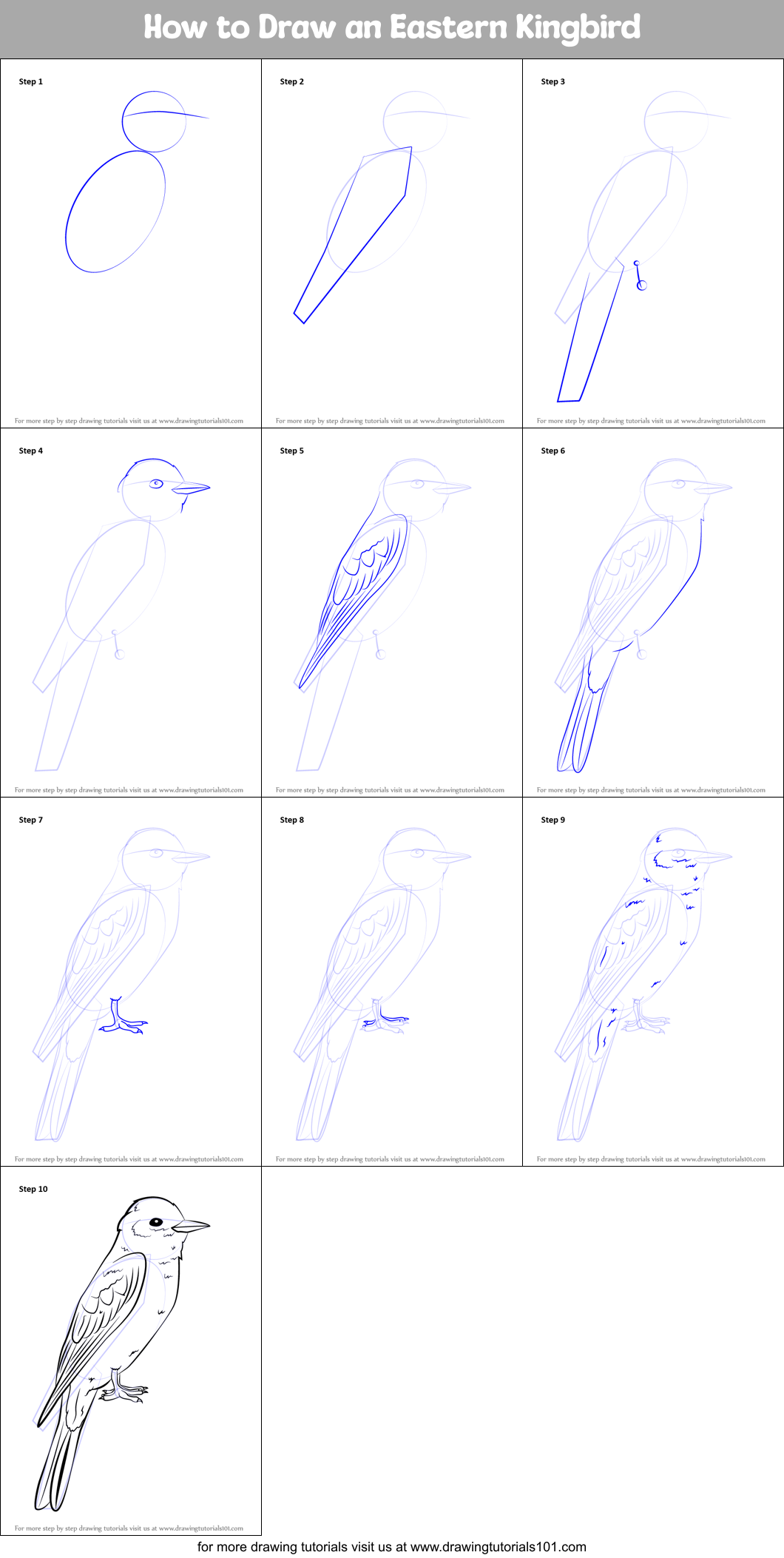 How to Draw an Eastern Kingbird Printable Step by Step
