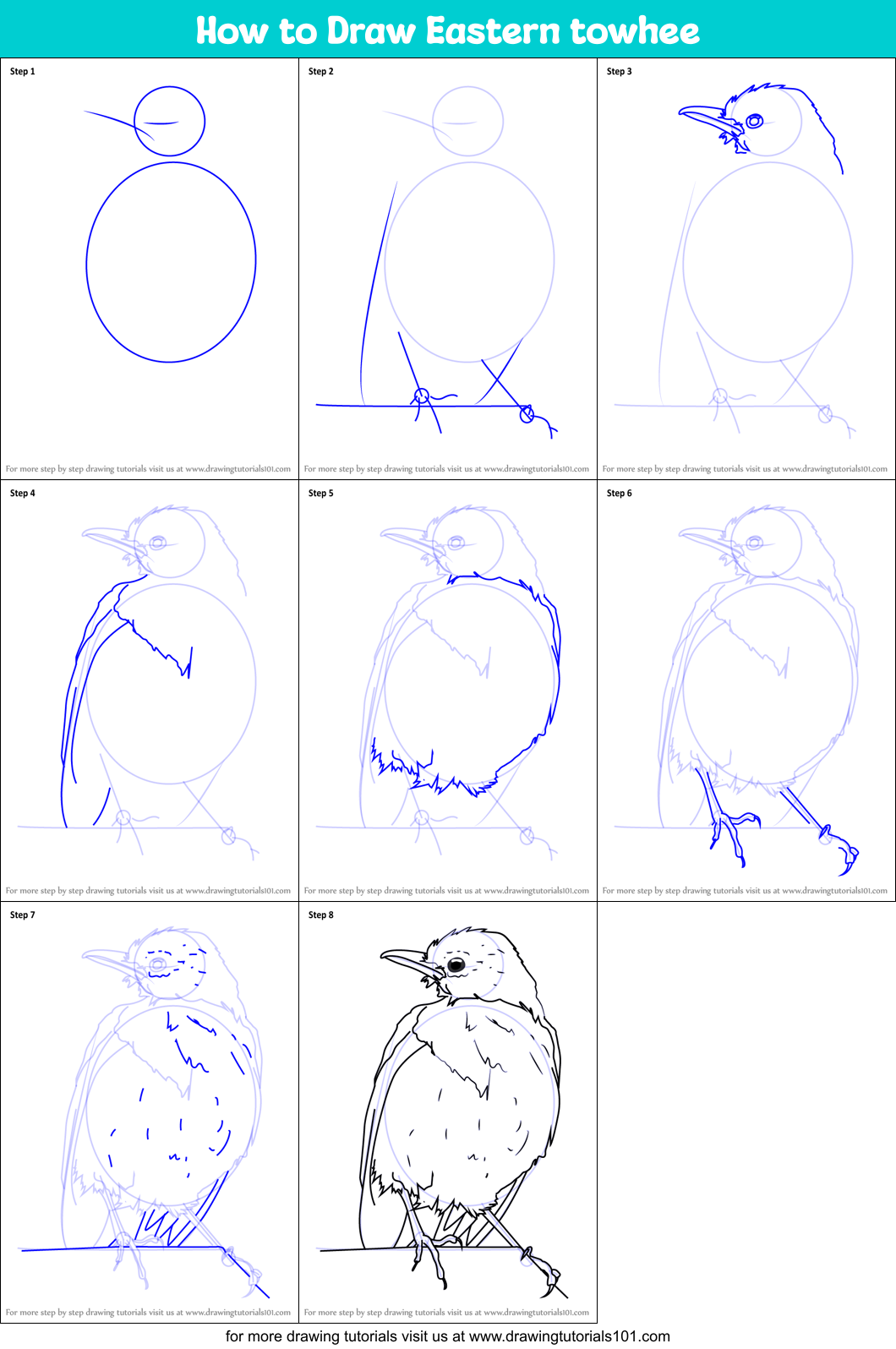 How to Draw Eastern towhee Printable Step by Step