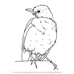 How to Draw Eastern towhee