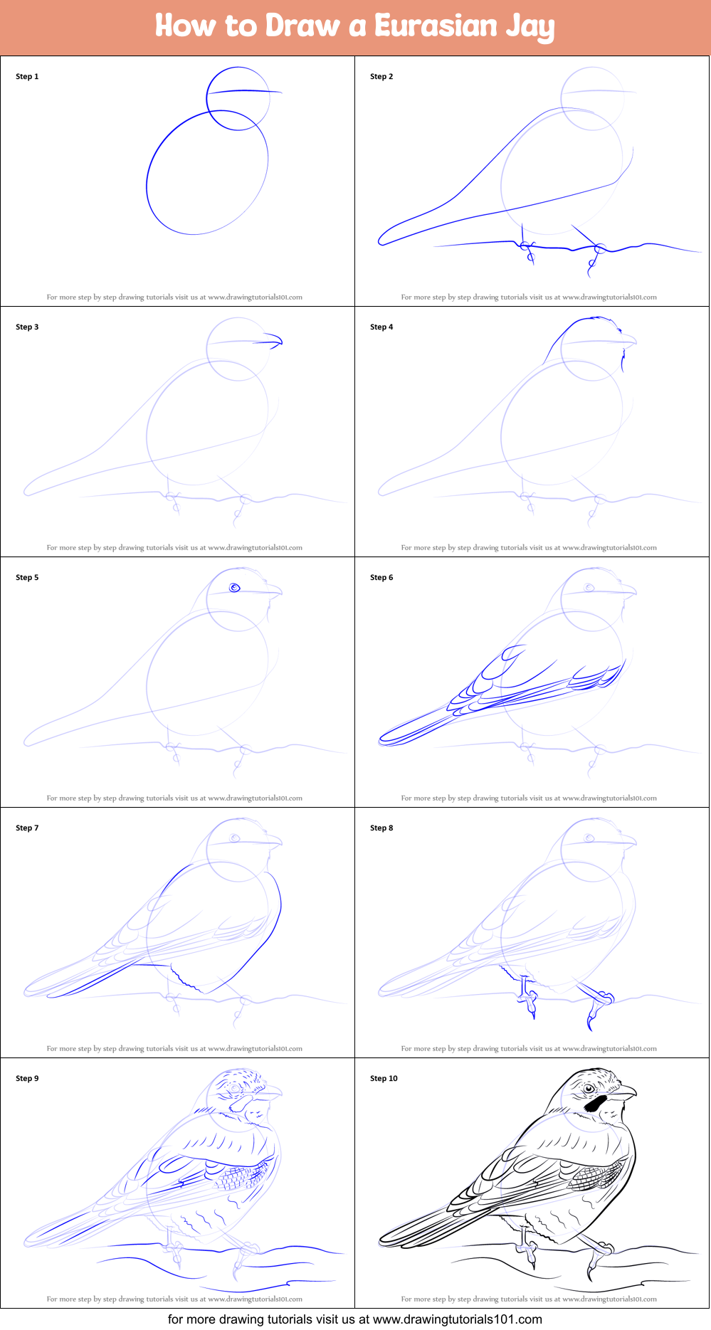 How to Draw a Eurasian Jay Printable Step by Step