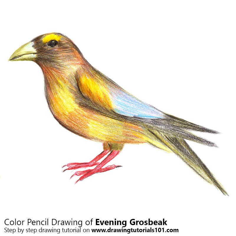 How to Draw a Evening Grosbeak by Color Pencils