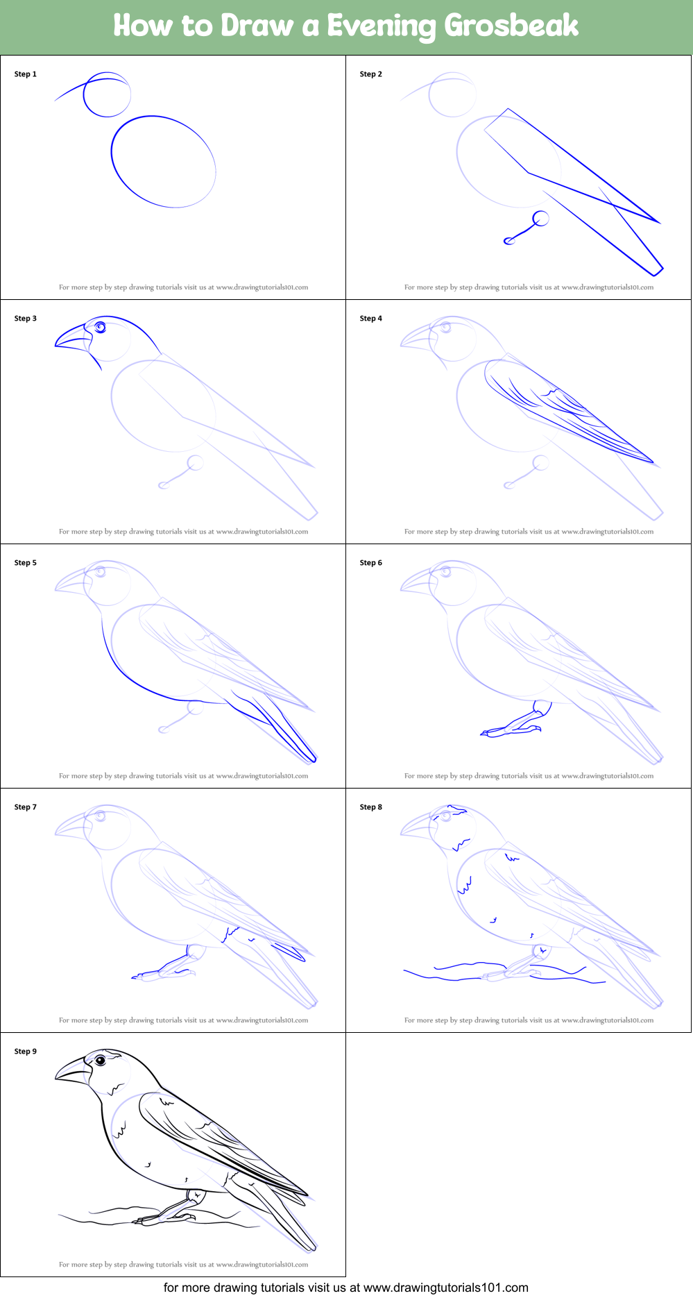 How to Draw a Evening Grosbeak Printable Step by Step