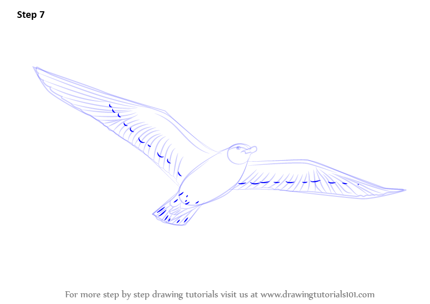 Learn How to Draw a Flying Bird (Birds) Step by Step : Drawing Tutorials