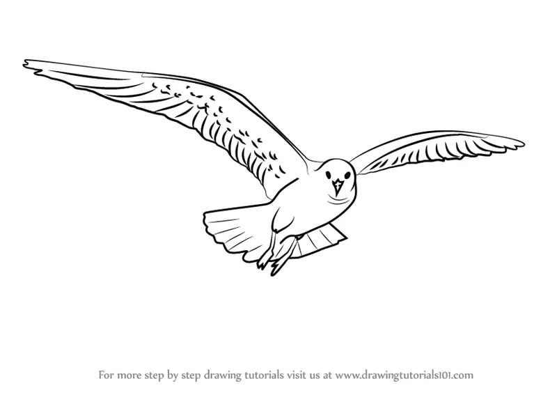 Learn How to Draw a Flying Gull Birds Step by Step