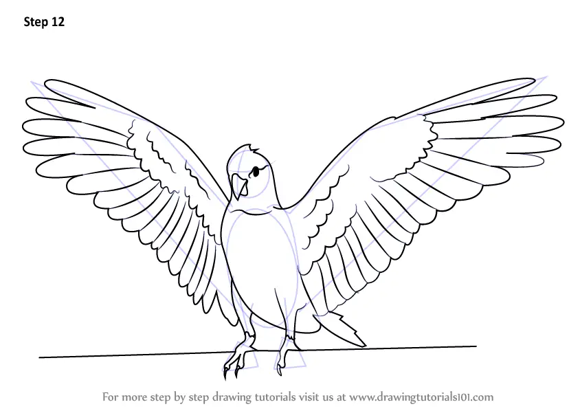 Learn How to Draw a Galah (Birds) Step by Step : Drawing Tutorials