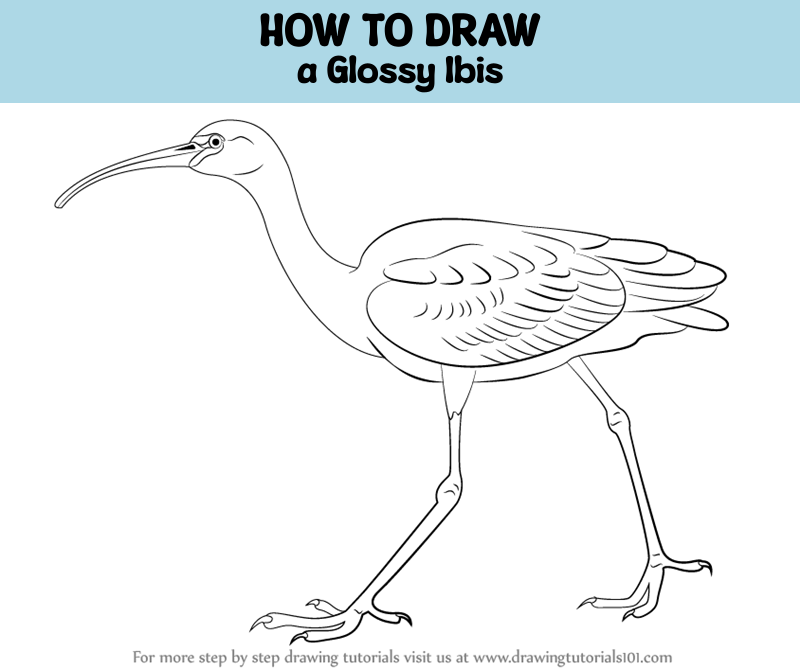 How to Draw a Glossy Ibis (Birds) Step by Step | DrawingTutorials101.com