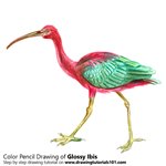 How to Draw a Glossy Ibis