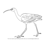How to Draw a Glossy Ibis
